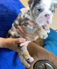 English Bulldog